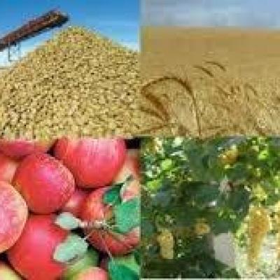 انجیر و انار بیمه می‌شوند
