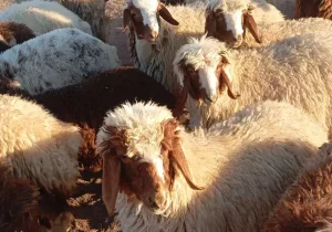 فشار سیاست‌های کلان اقتصادی بر دامداران؛ یارانه نهاده تنها بخشی از هزینه‌ها را پوشش می‌دهد