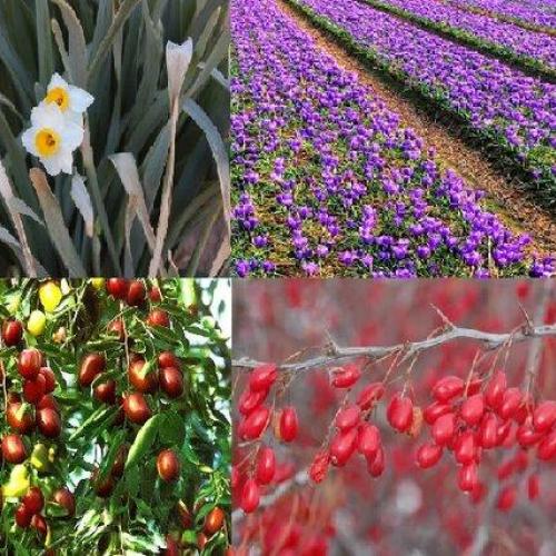 تهیه نقشه راه گیاهان دارویی سرزمین “طلا و یاقوت‌های سرخ”/درآمد ۲هزار میلیاردی ازکشت گیاهان بومی