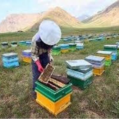 فعالیت ۲۴۰۰ زنبوردار در لرستان