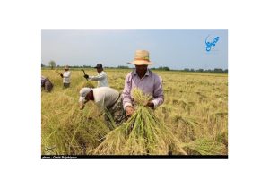 پایان موفق سال زراعی برنج در گیلان؛ تولید بیش از یک میلیون تن شلتوک