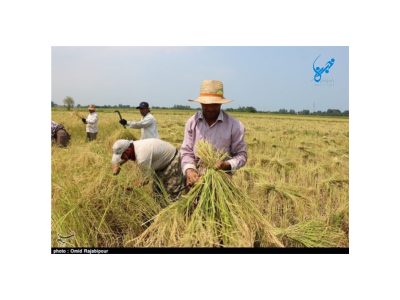 پایان موفق سال زراعی برنج در گیلان؛ تولید بیش از یک میلیون تن شلتوک
