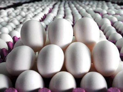 افزایش قیمت تخم‌مرغ؛ مرغداران: جهش فعلی نتیجه زیان‌های گذشته است